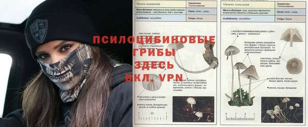 ПСИЛОЦИБИНОВЫЕ ГРИБЫ Осинники